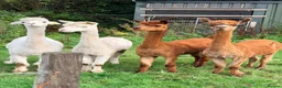 Alpaca livestock for sale: Female alpacas  - Advert 2