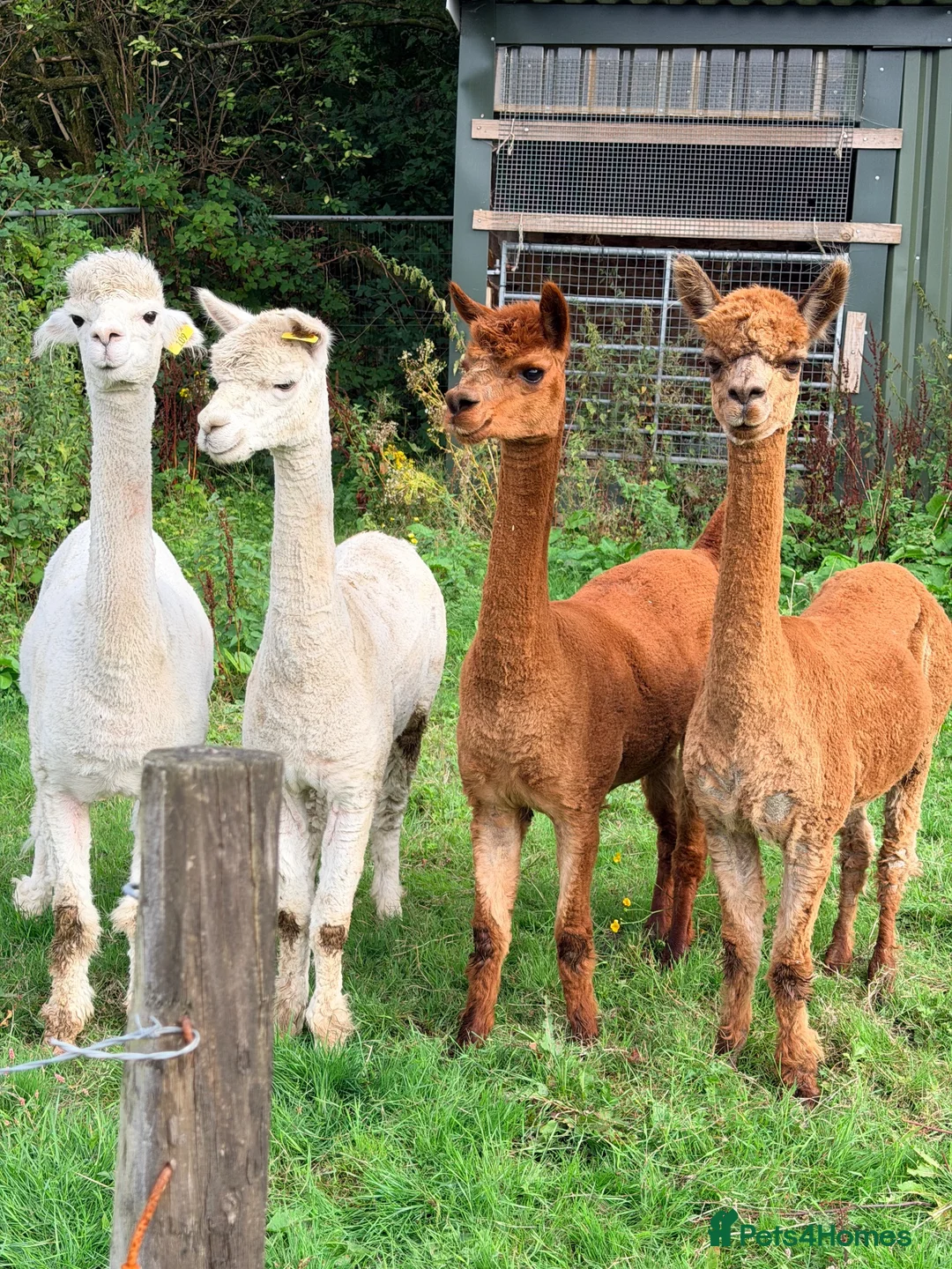 Alpaca livestock for sale: Female alpacas  - Advert 2