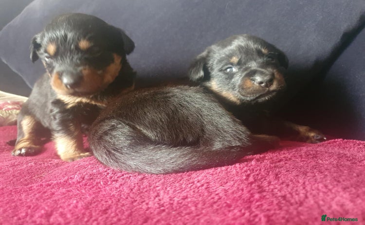 Mixed Breed dogs - Advert 6