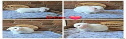 Mini Lop rabbits for sale: Gorgeous pure breed mini lops  - Advert 6