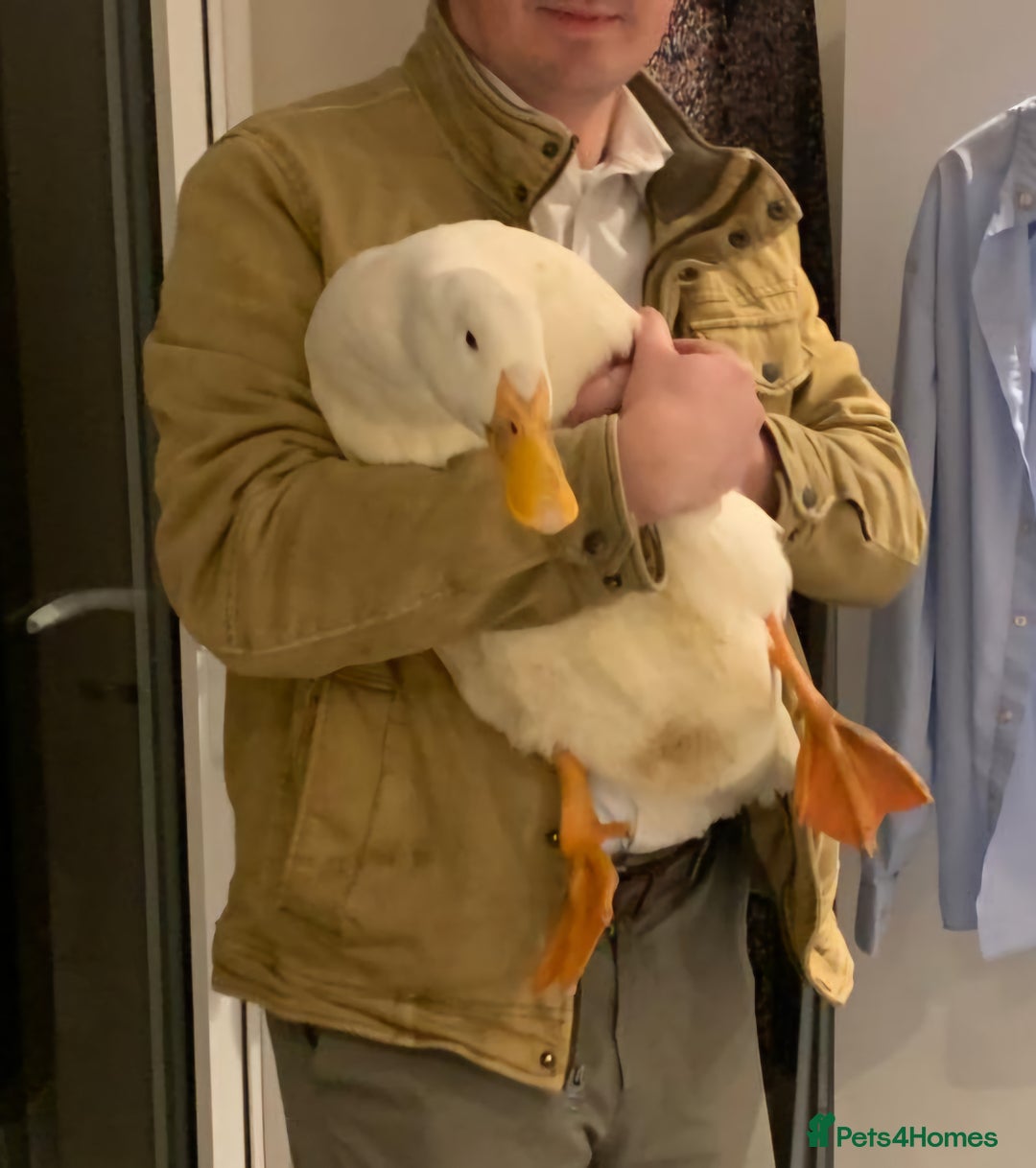 Ducks poultry for sale: Friendly male Pekin Duck - Image 2