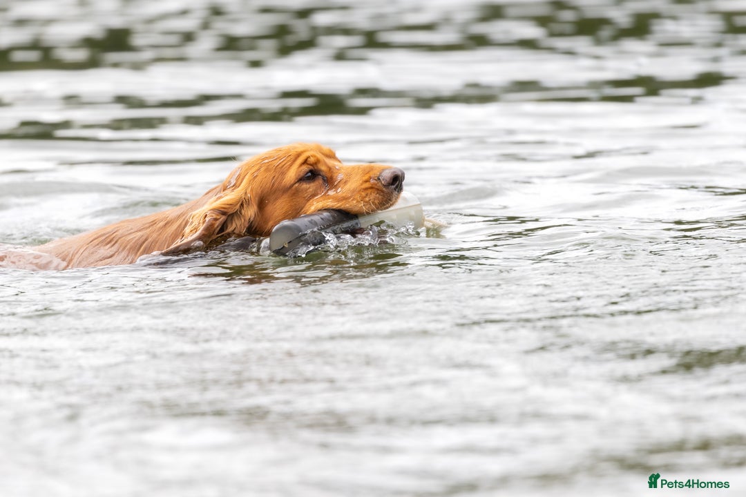 Cocker Spaniel dogs for stud: Kc reg red working cocker for stud - Advert 4
