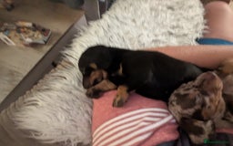 Miniature Dachshund dogs for sale: Miniature Dachshund  - Image 5
