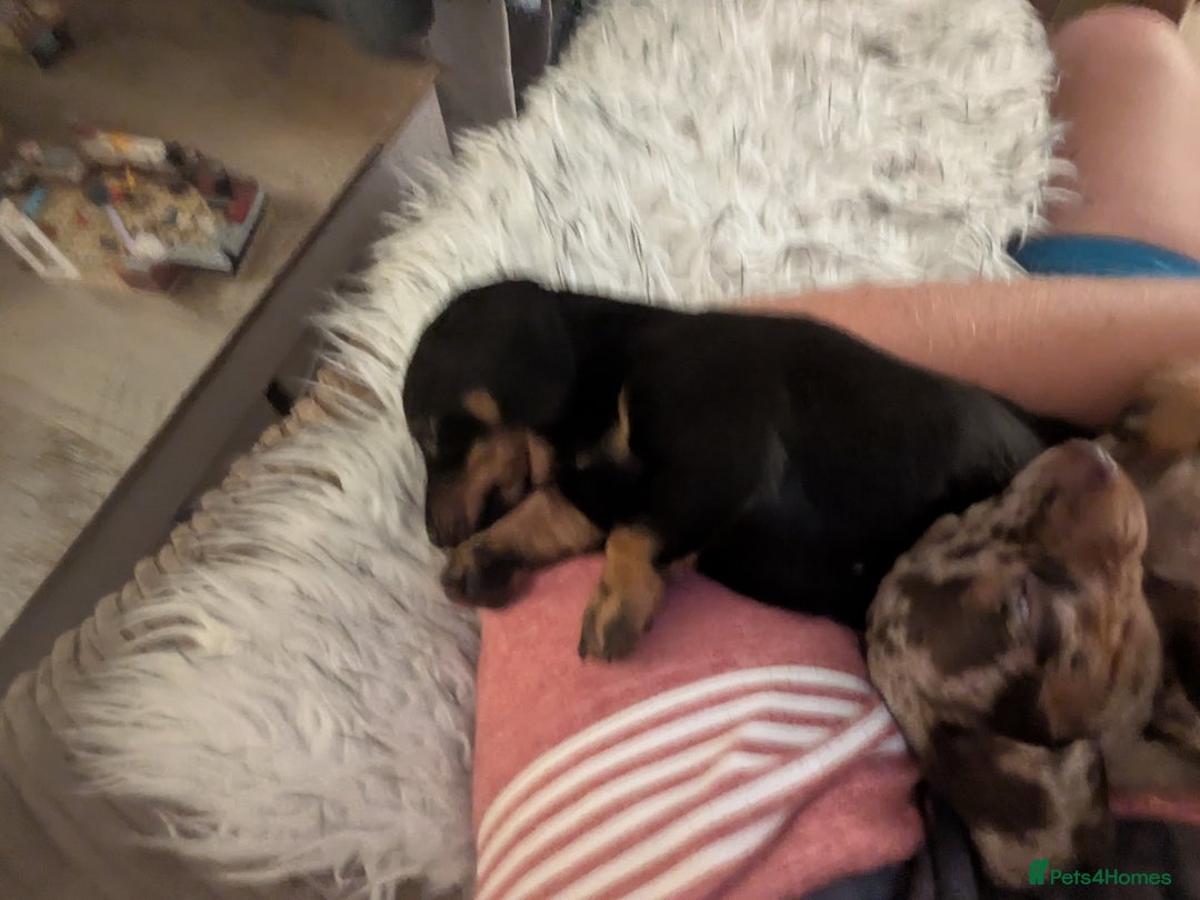 Miniature Dachshund dogs for sale: Miniature Dachshund  - Image 5