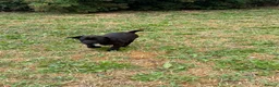 Patterdale Terrier dogs for sale: Patterdale terrier  - Advert 5
