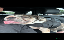 English Bulldog dogs for sale: Nellie English Bulldog  - Image 5