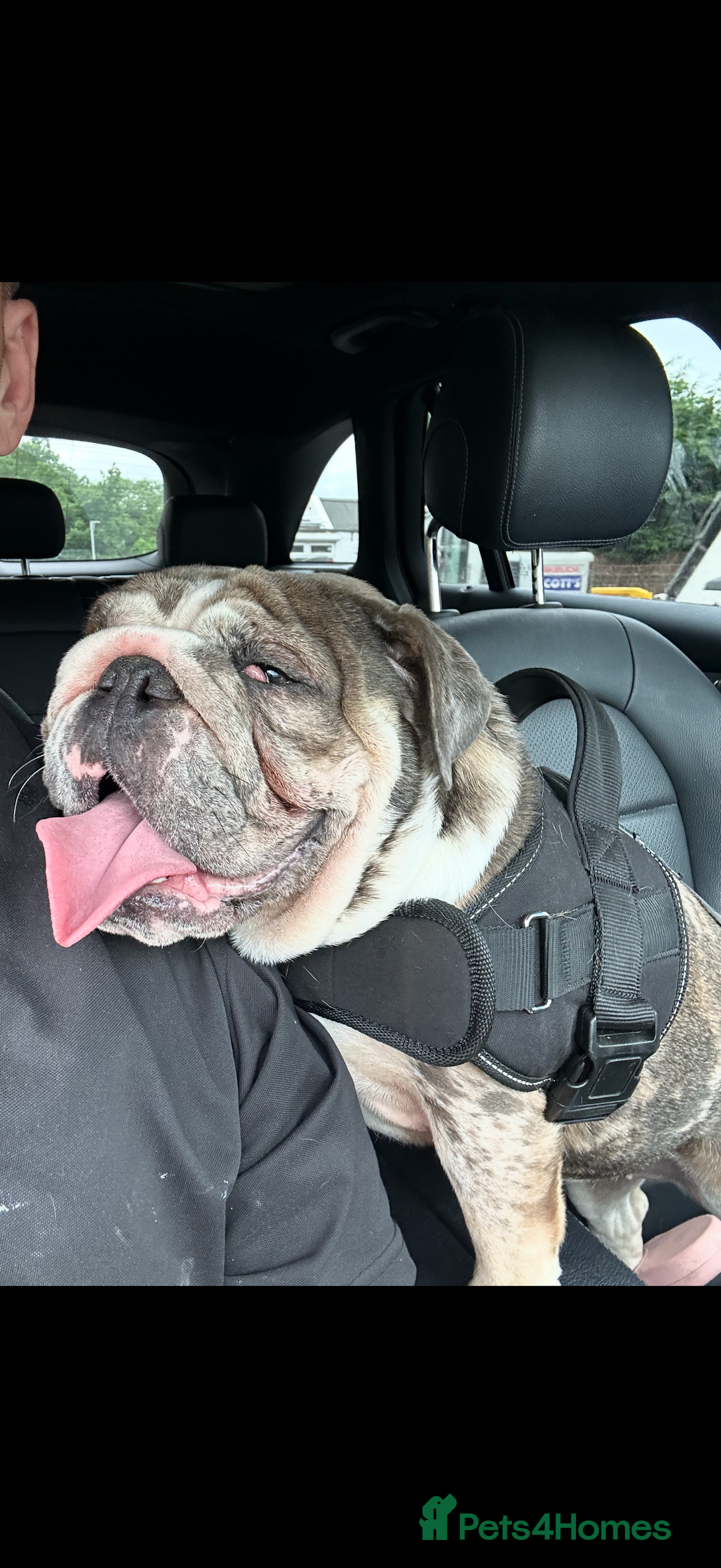 English Bulldog dogs for sale: Nellie English Bulldog  - Image 5