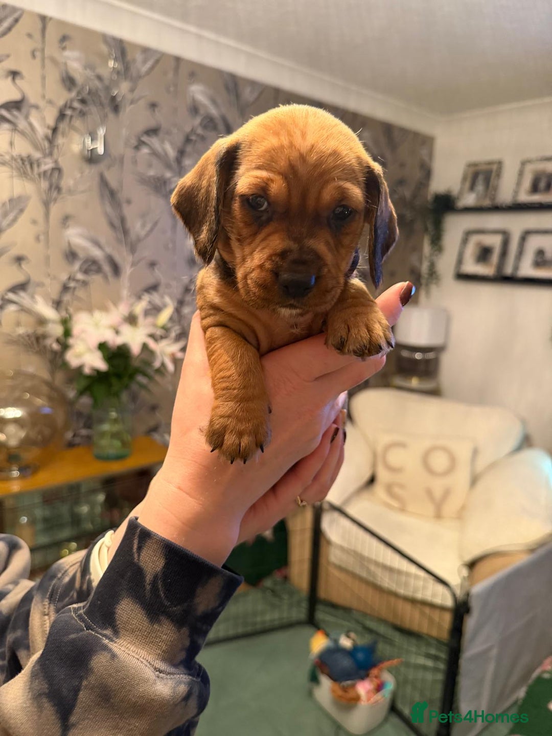 Dachshund dogs for sale: Tekel (wire haired dachshund) READY TO GO NOW - Advert 30
