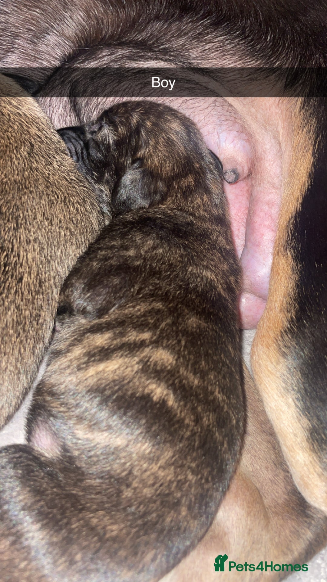 Mixed Breed dogs for sale: Stunning saluki greyhound puppies!  - Image 23