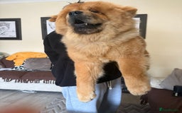 Chow Chow dogs for stud: Studding my boy chow chow  - Image 4