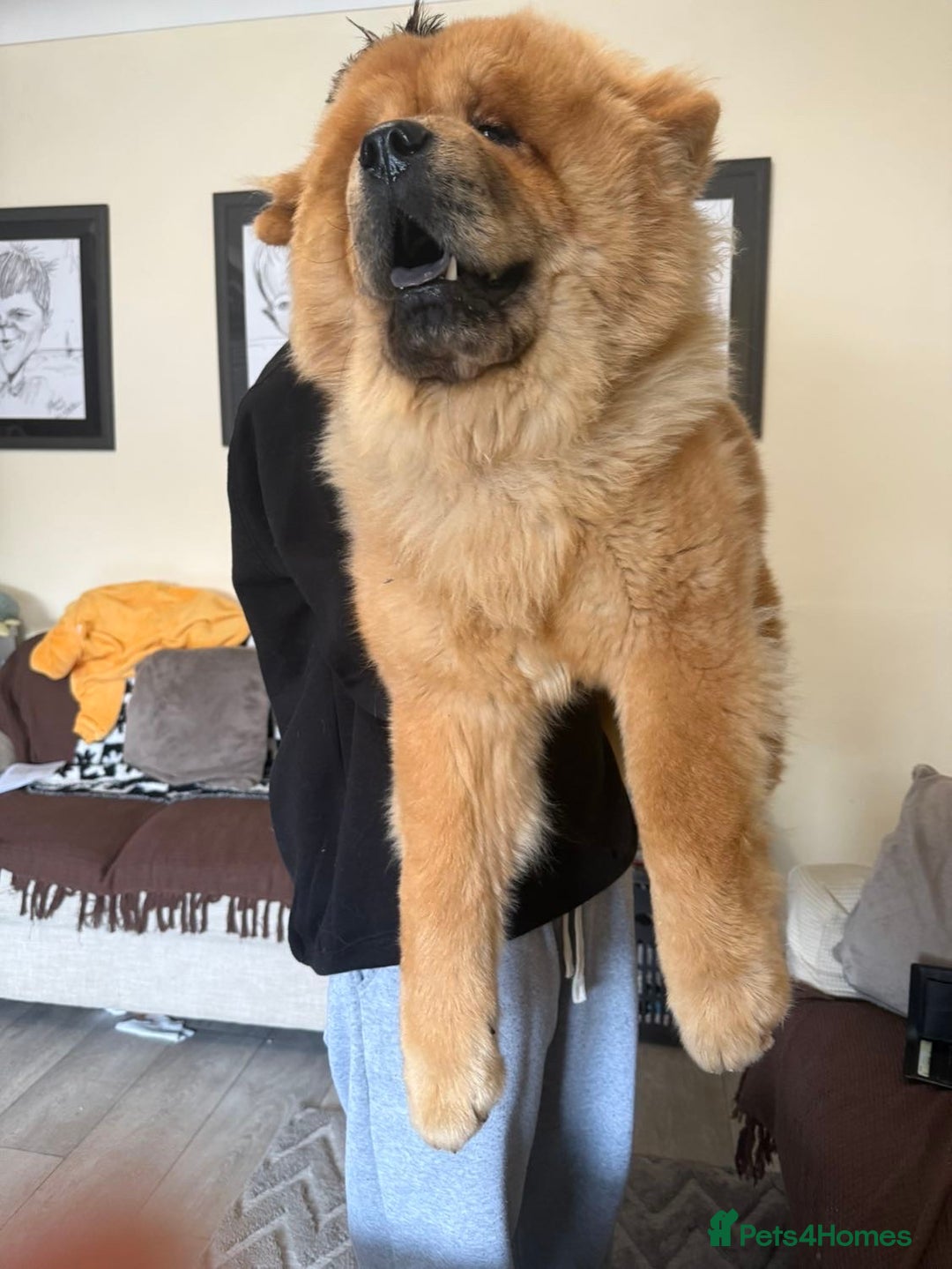 Chow Chow dogs for stud: Studding my boy chow chow  - Image 4