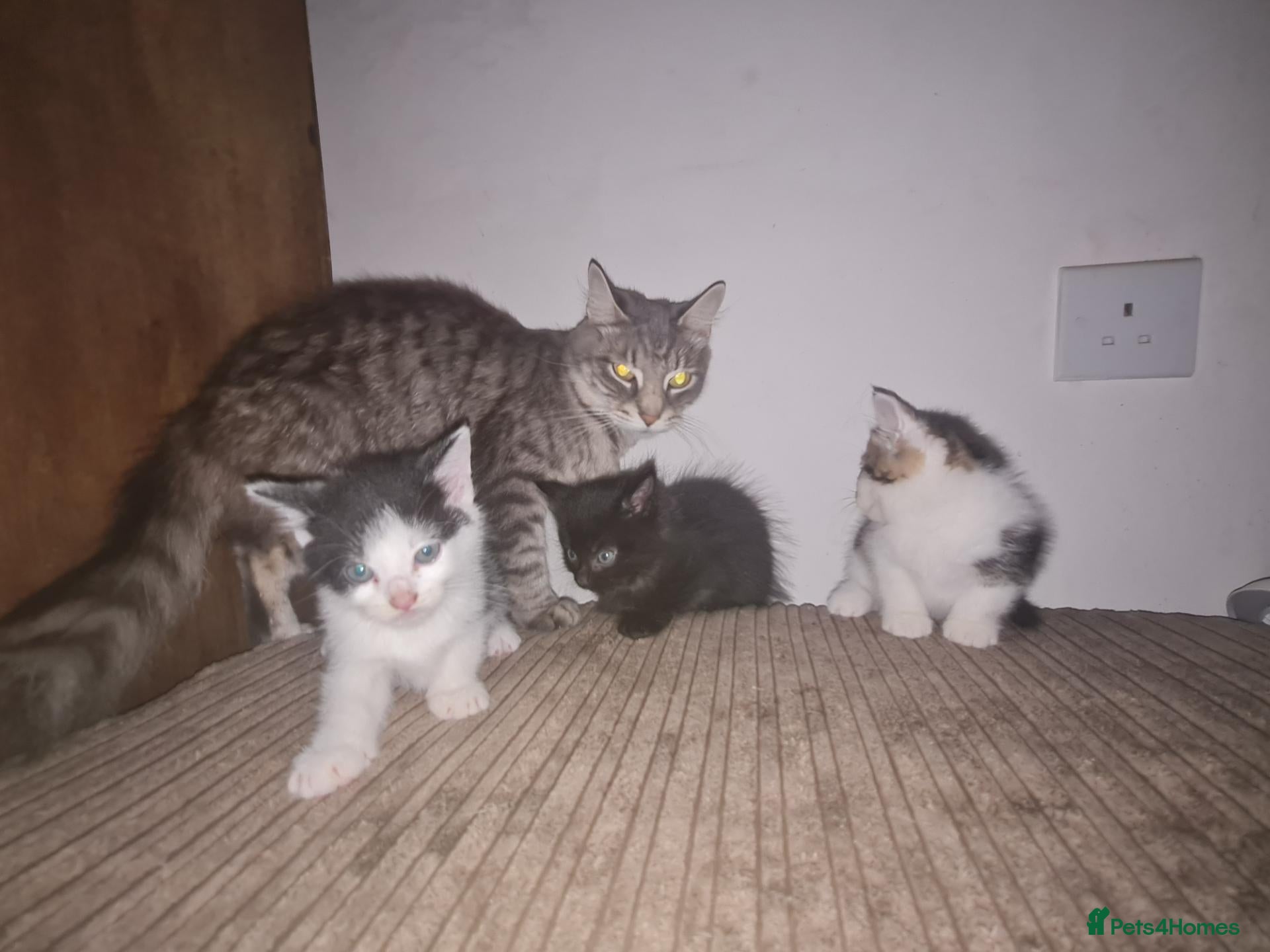 Mixed Breed cats 5 kittens for sale  - Advert 2