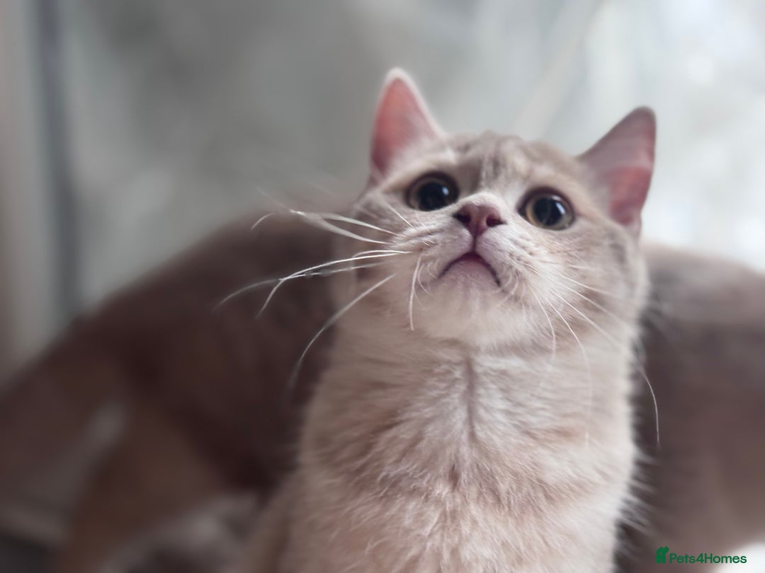 Scottish Fold cats for sale: Tica pedigree Scottish Fold and Scottish straight  in Croydon - Image 6