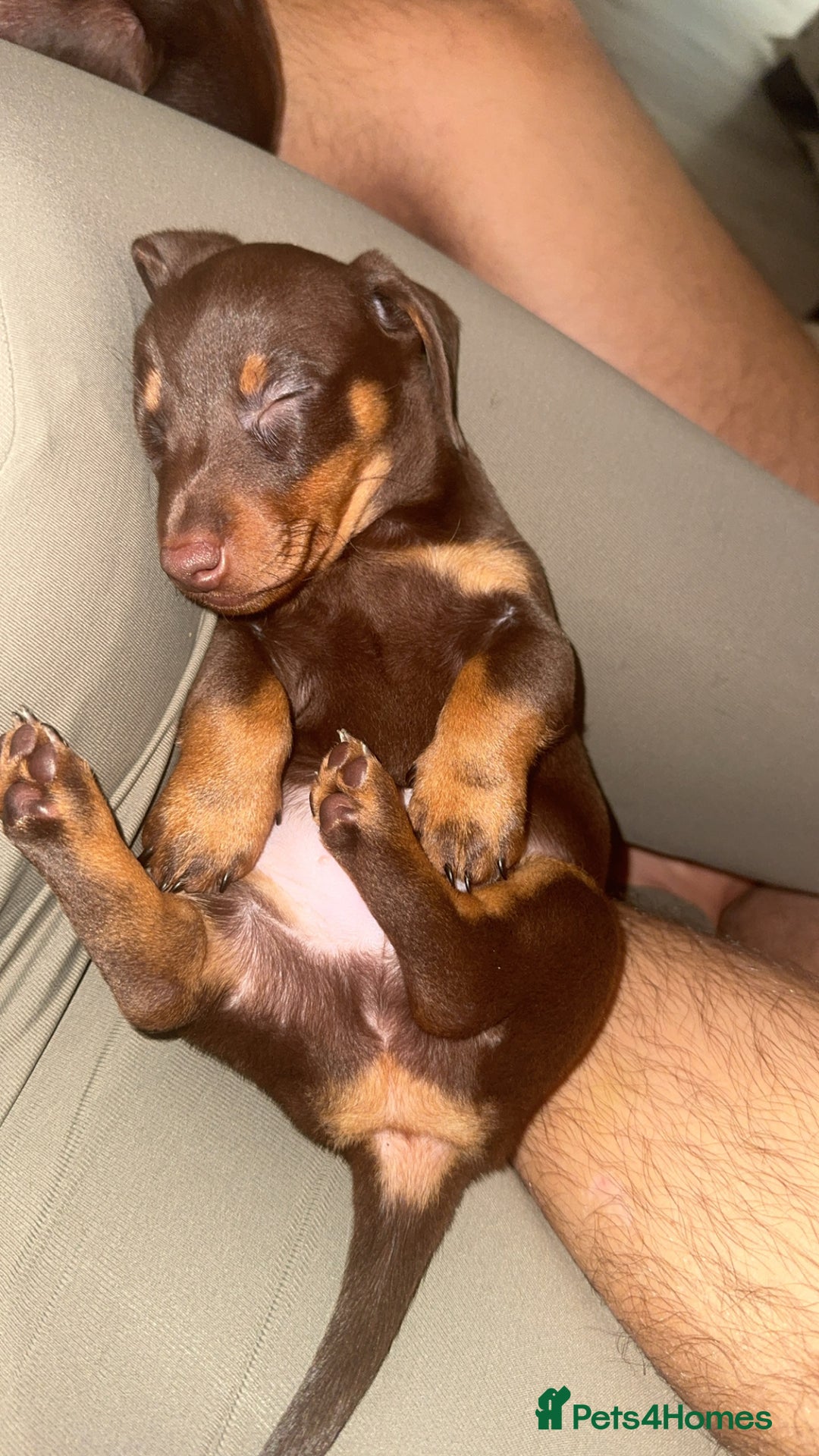 Miniature Dachshund dogs for stud: Stud PROVEN miniatures dachshund  - Advert 12