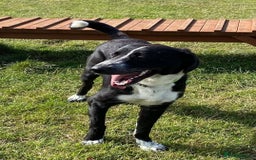 Mixed Breed dogs for adoption: Meet Sonny, currently residing in Fife - Image 3