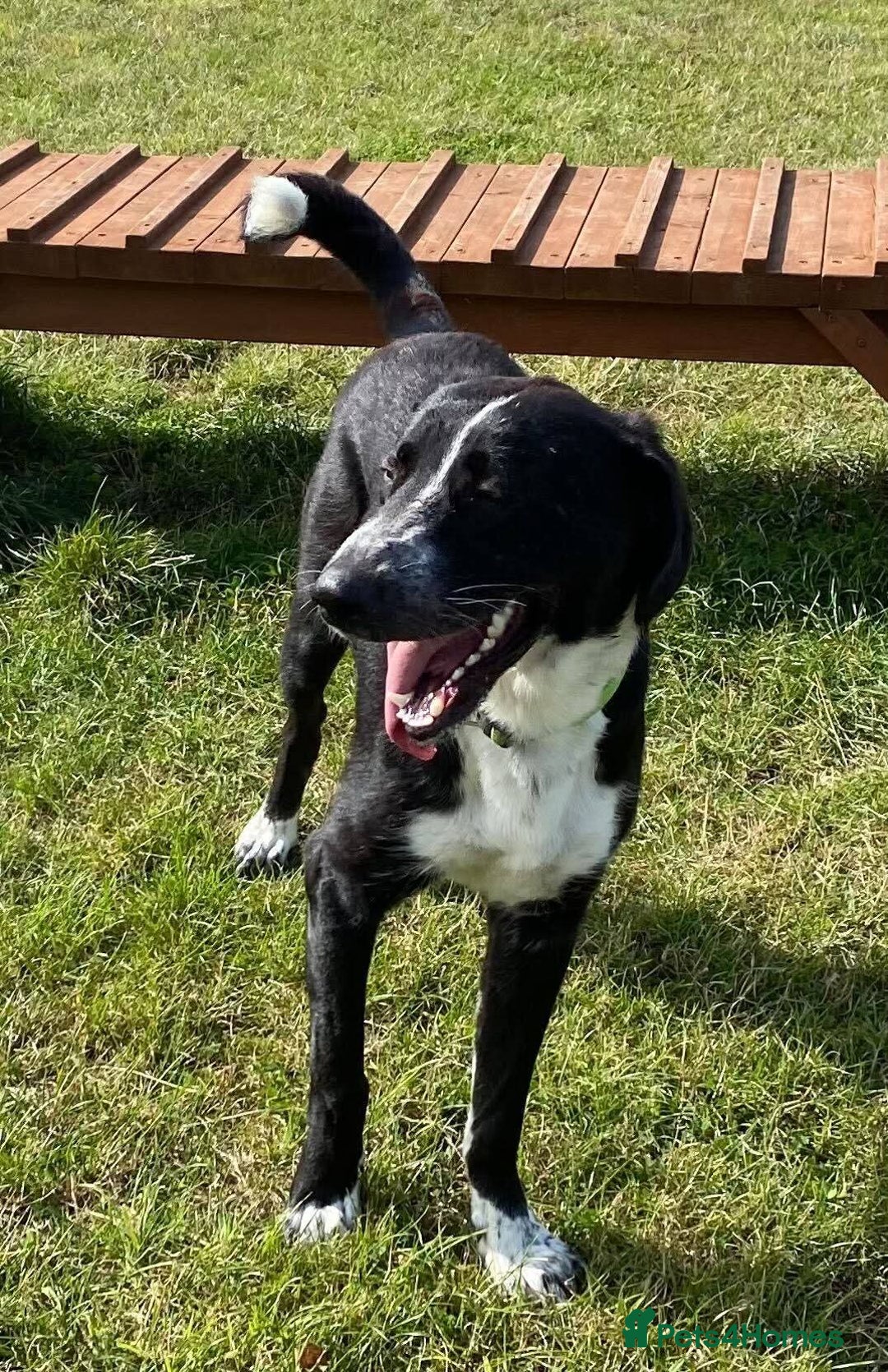 Mixed Breed dogs for adoption: Meet Sonny, currently residing in Fife - Image 3