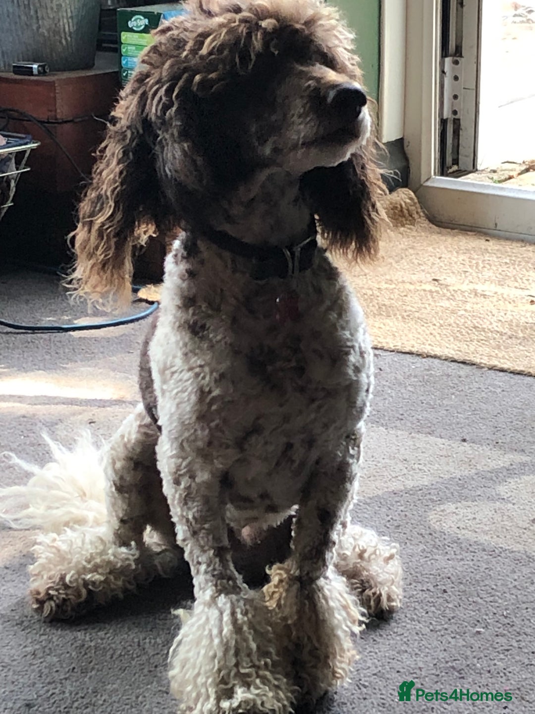 Cockapoo dogs for sale: Top Quality F1 Teddy Bear Cockapoo puppies - Image 12