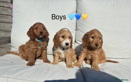 Cockapoo dogs for sale: F1 Cockapoo Puppies DNA hereditary clear - Image 7