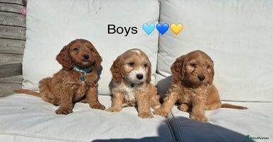 Cockapoo dogs - Advert 2