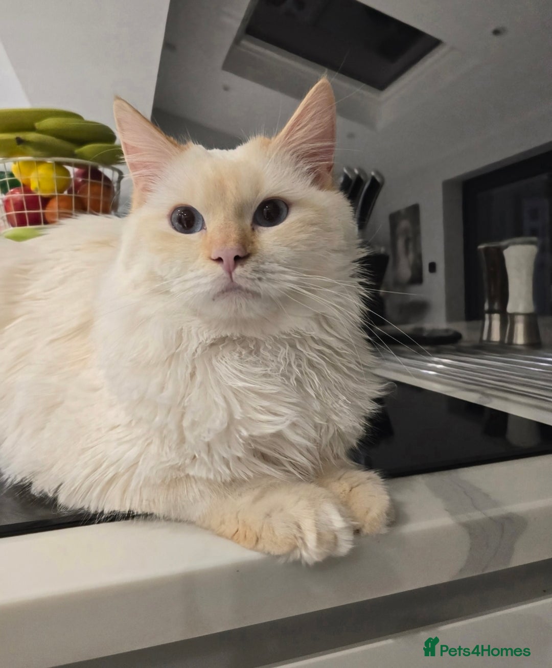 Ragdoll cats for stud: GCCF Eu**an Champion line Ragdoll Stud - Image 4