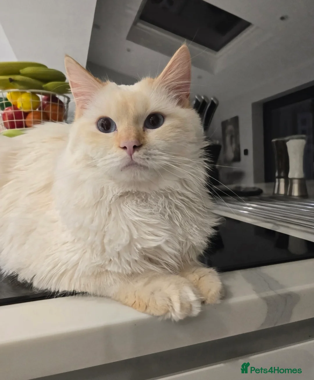 Ragdoll cats for stud: GCCF Champion line Ragdoll Stud - Advert 4