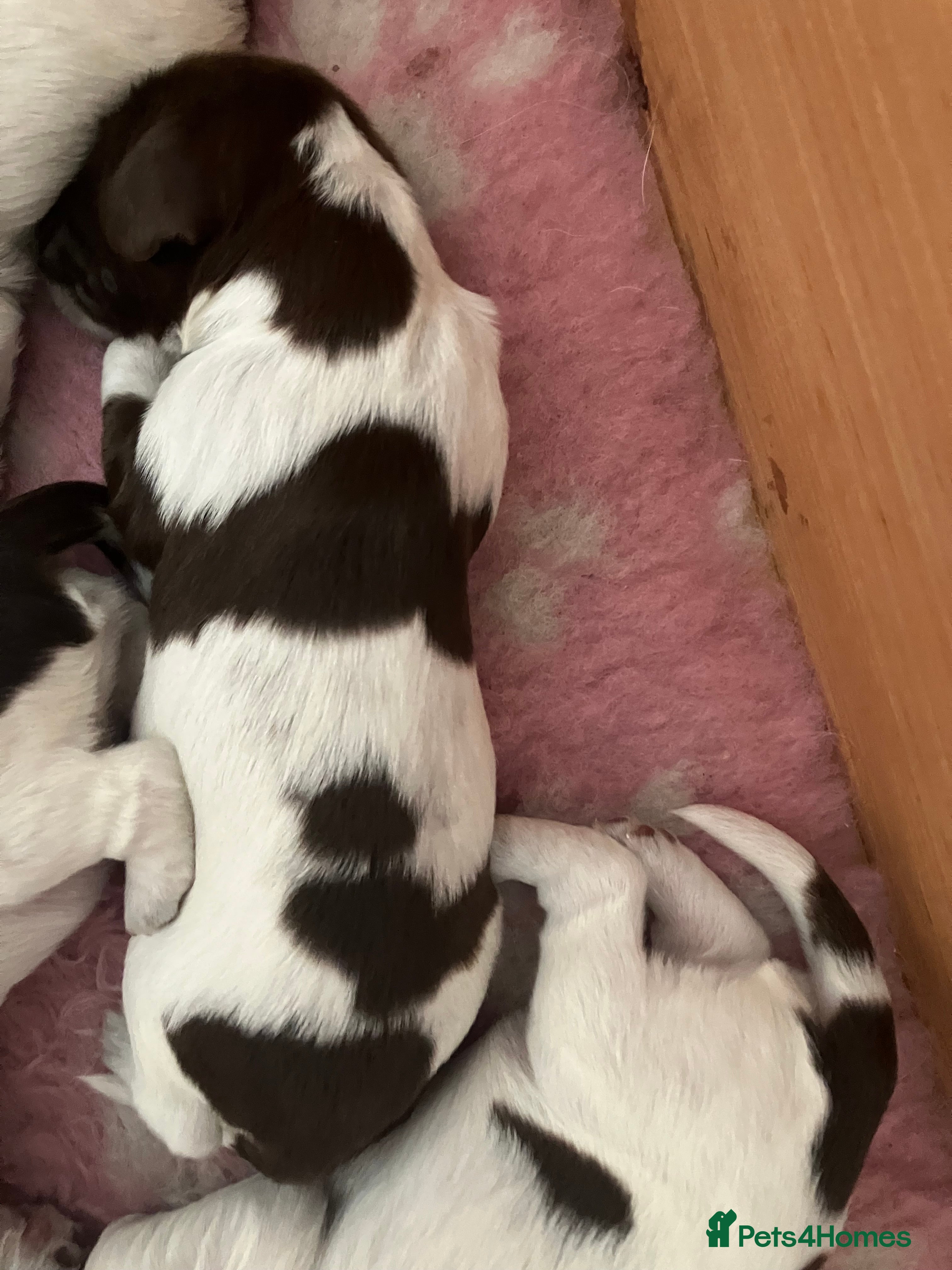 Sprocker dogs Sprockers for sale - Advert 2