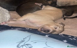 Mixed Breed dogs for sale: Stunning saluki greyhound puppies.  - Advert 20