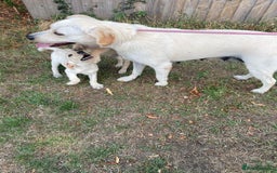 Labrador Retriever dogs for sale: Labrador puppies  - Image 2