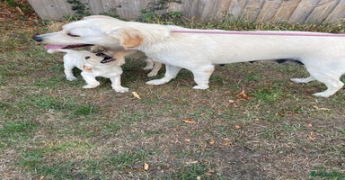 Labrador Retriever dogs - Advert 15