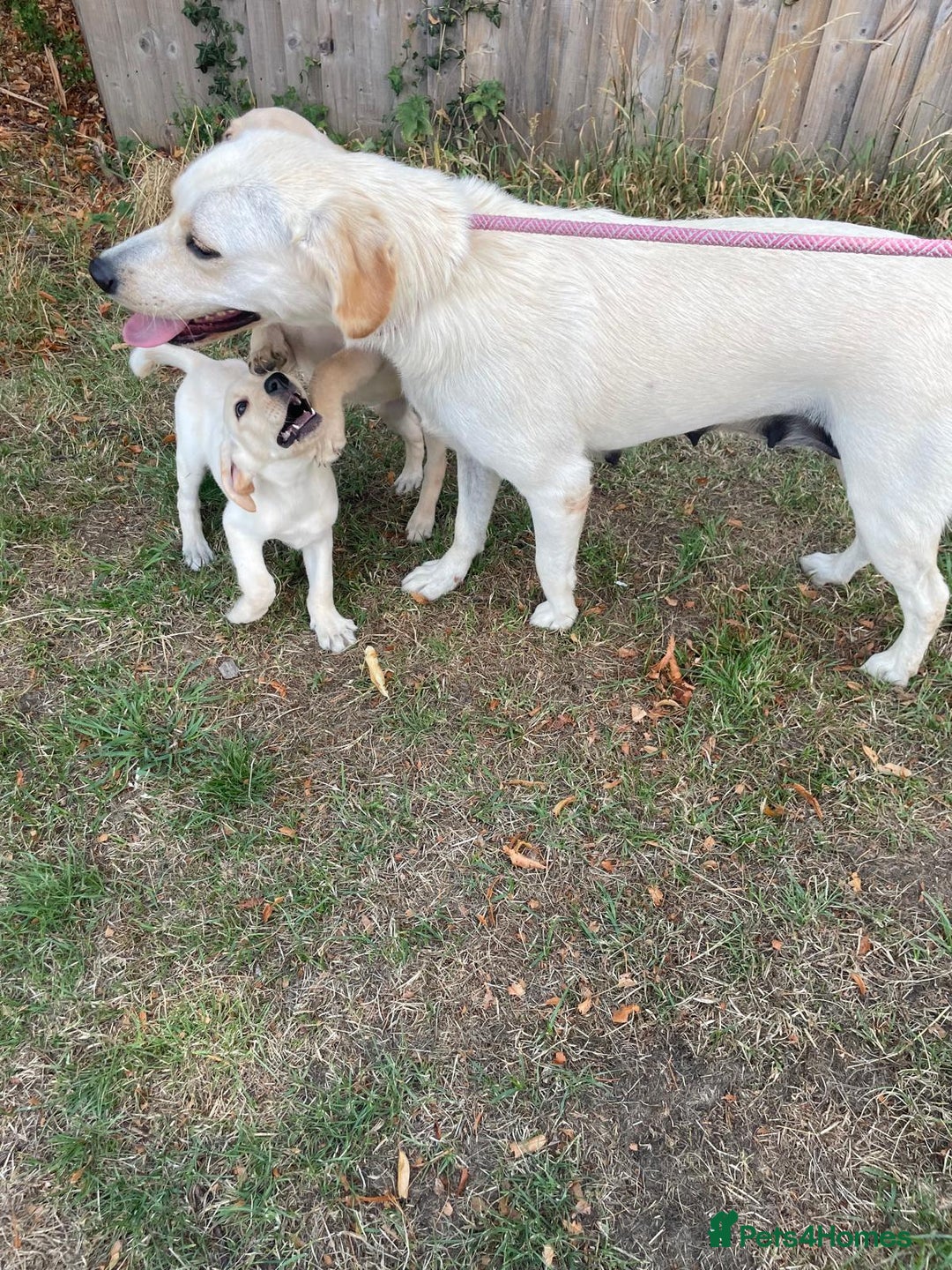 Labrador Retriever dogs for sale: Labrador puppies  - Image 2