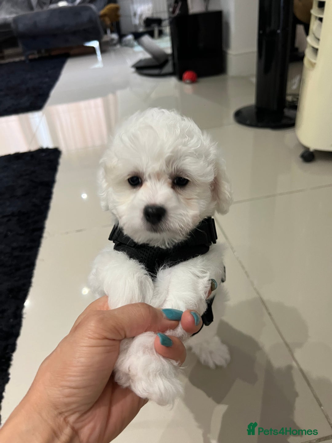 Bichon Frise dogs for sale: Pure Bichon Frise - Image 19
