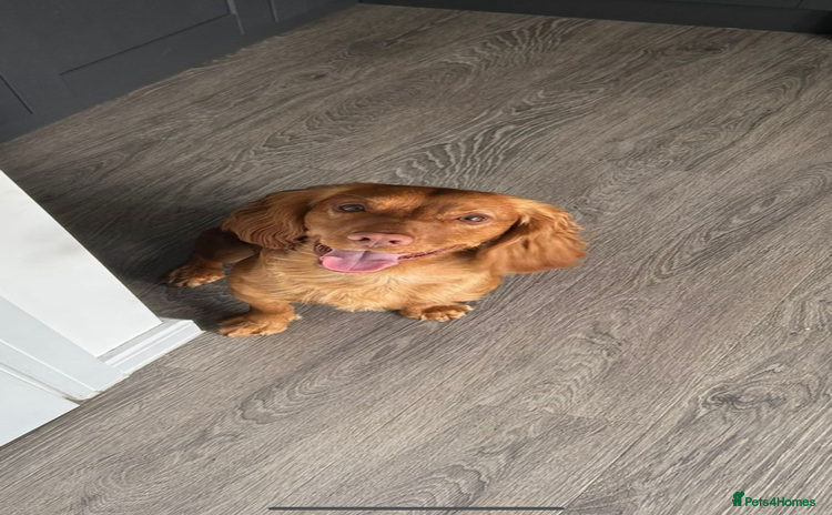 Cocker Spaniel dogs - Advert 5