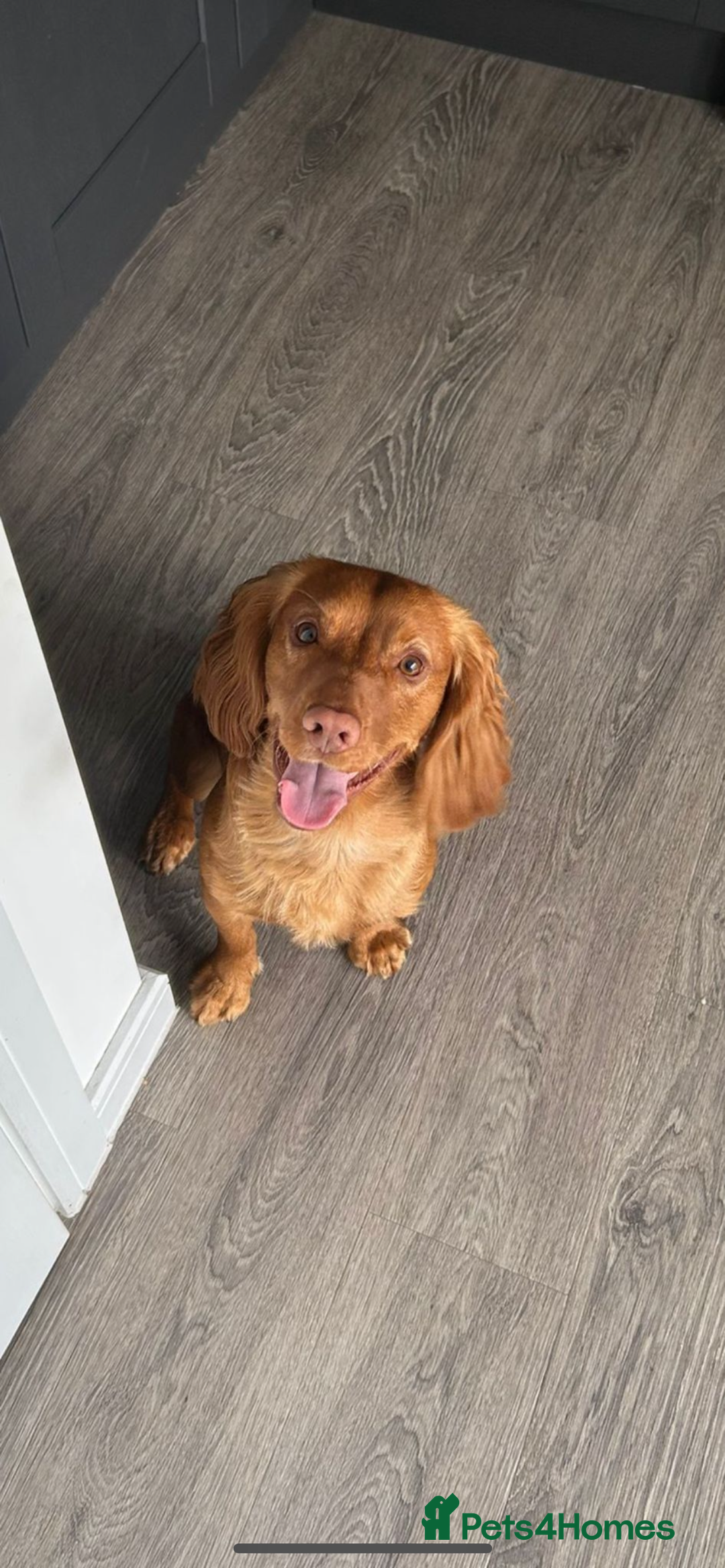 Cocker Spaniel dogs for stud: Beautiful golden cocker spaniel for stud - Image 1