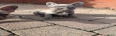 French Bulldog 3 (Lila) 