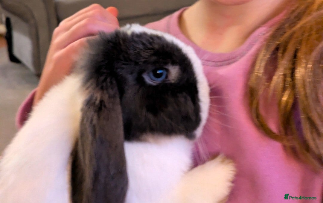 Mini Lop rabbits 2 Bonded Blue Eyed Mini Lops - Advert 1