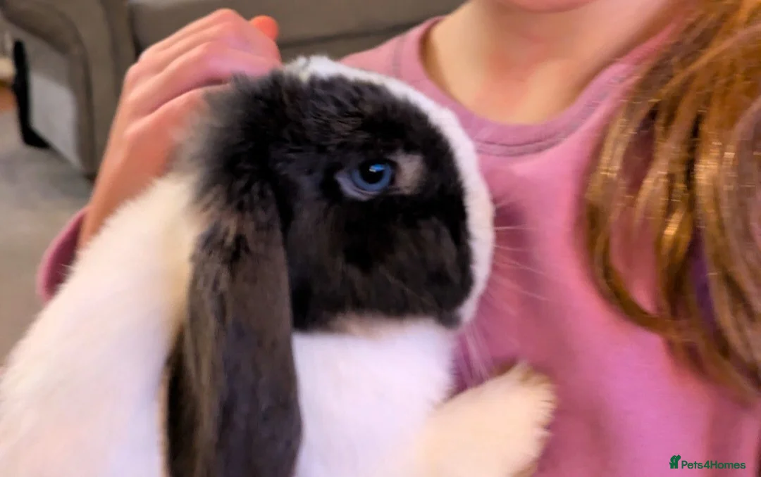 Mini Lop rabbits for sale: 2 Bonded Blue Eyed Mini Lops - Advert 1