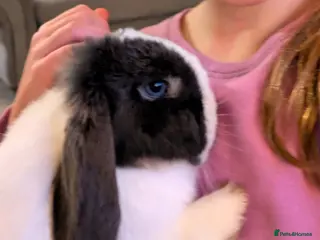 Mini Lop rabbits 2 Bonded Blue Eyed Mini Lops - Advert 1