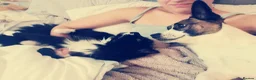 Jack Chi dogs for sale: Huckleberry and Mia looking for a new home x  - Advert 10