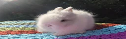 Angora rabbits for sale: 💓 STUNNING TEDDYDWERG BABIES- PARENTS IMPORTED 💙 - Advert 9