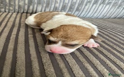 Jackapoo dogs for sale: @@GORGEOUS JACKAPOO PUPPIES@@ - Image 9