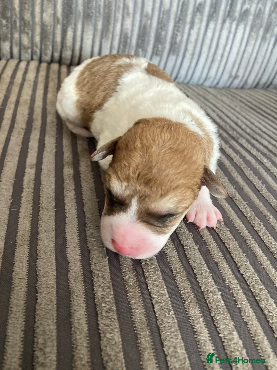Jackapoo dogs for sale: @@GORGEOUS JACKAPOO PUPPIES@@ - Image 9