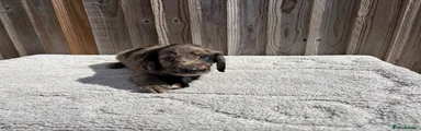 Merle boy 