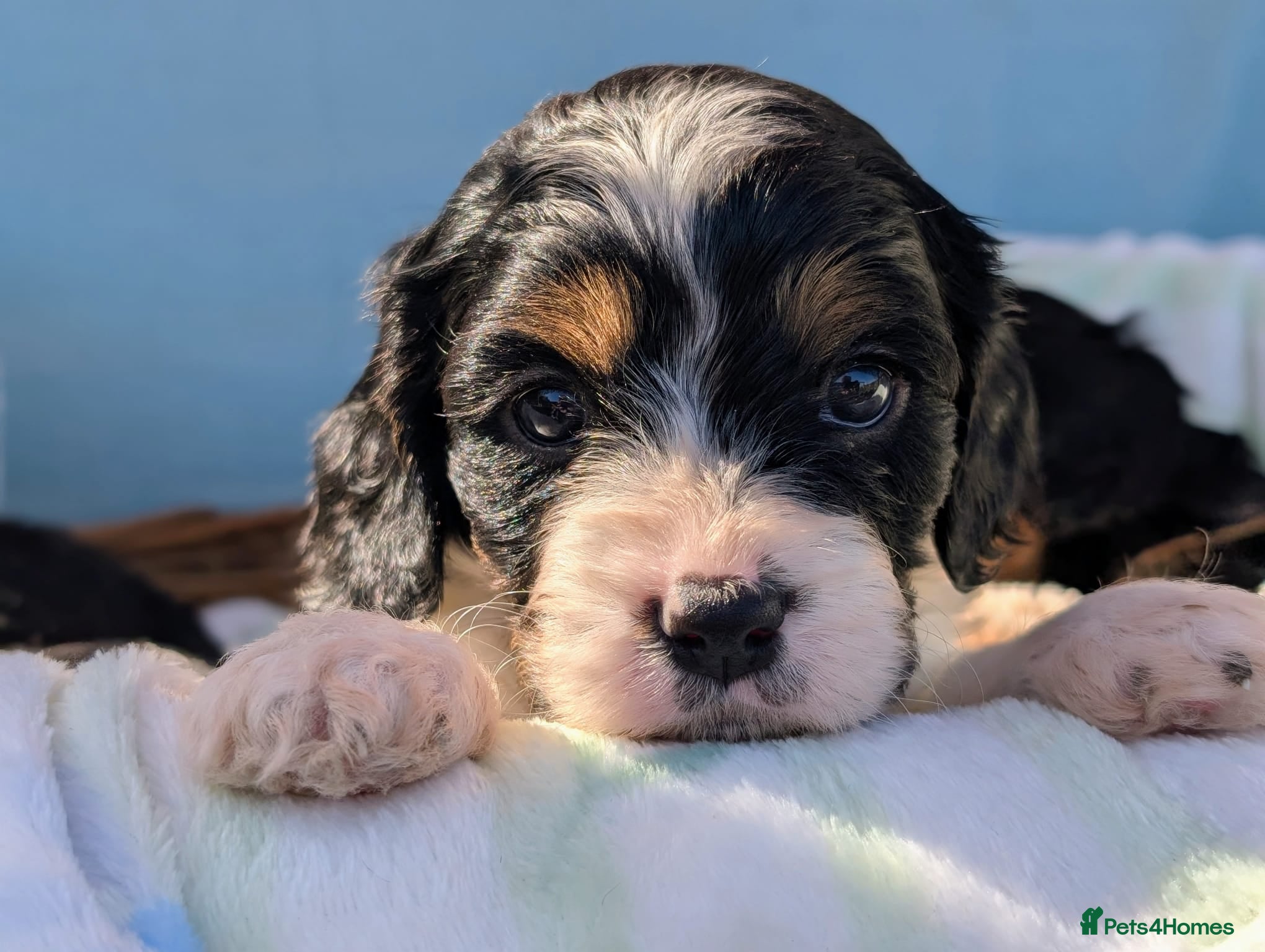 Cavapoo dogs Pretty CAVAPOO pups. Health tested parents - Advert 2