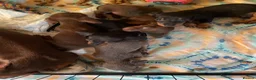 Dachshund dogs for sale: Dachshund puppies  in Dagenham - Advert 2