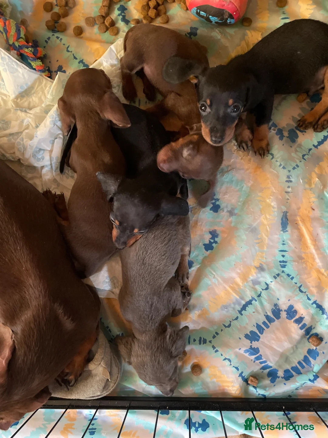 Dachshund dogs for sale: Dachshund puppies  in Dagenham - Advert 2