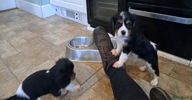 Cavalier King Charles Spaniel dogs - Advert 6