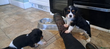 Cavalier King Charles Spaniel dogs - Advert 6