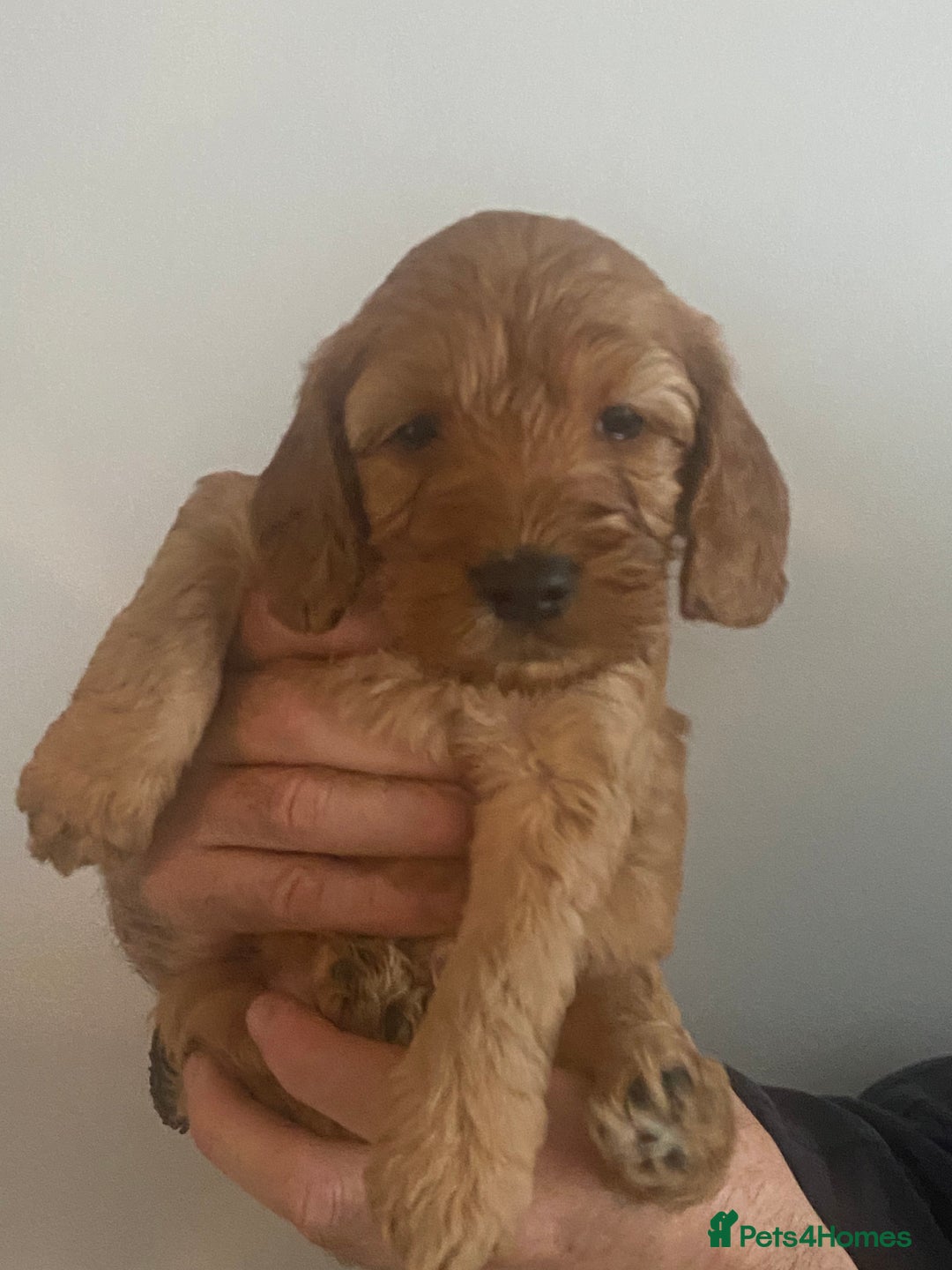 Cockapoo dogs for sale: Cockapoo pups for sale  - Advert 28