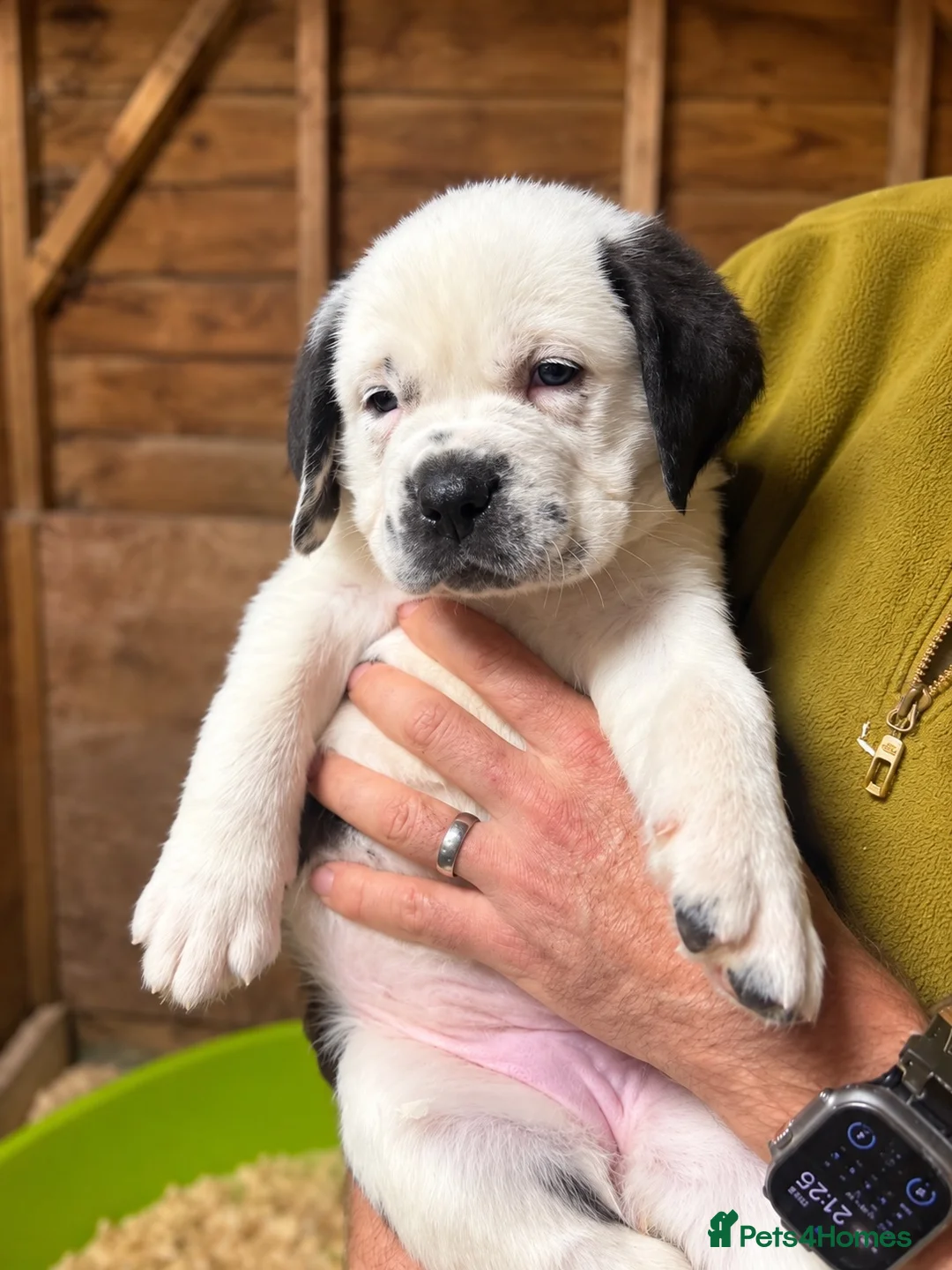 Mixed Breed dogs for sale: 🐾Cane Corso × St Bernard Puppies 🐾 4 GIRLS LEFT - Advert 2