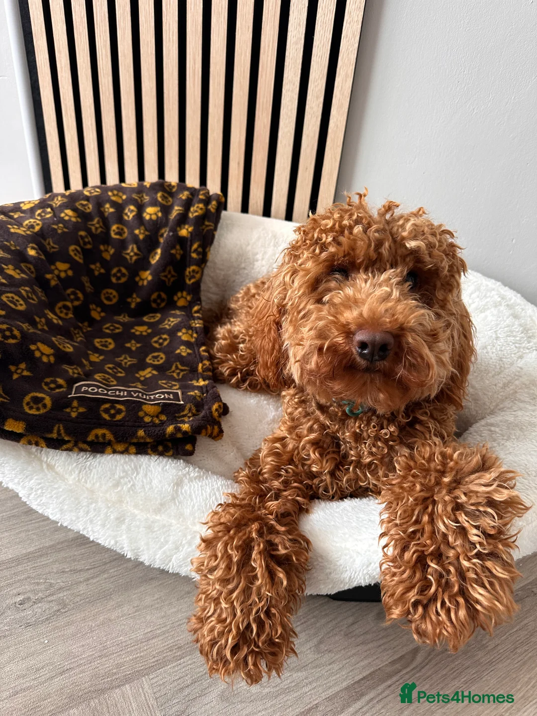 Cavapoo dogs for stud: 1 year old Cavapoo for stud  - Advert 2